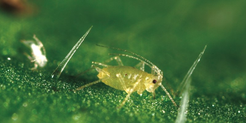 Myzodes persicae