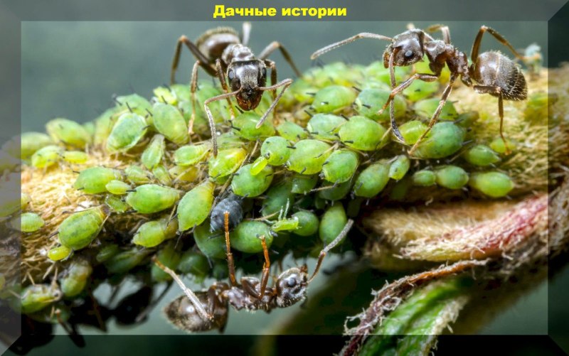 Кто атакует тлю