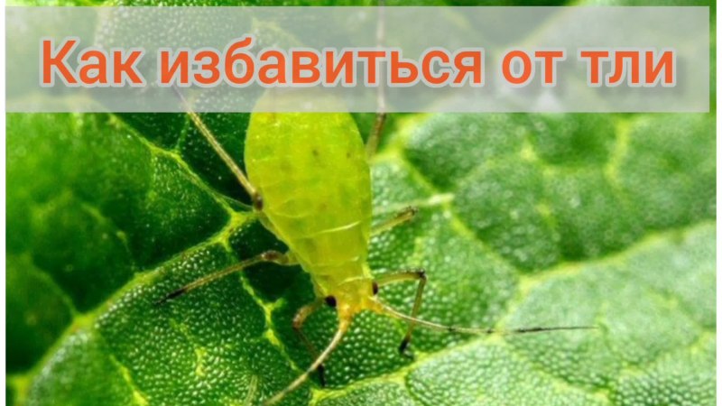 Зеленая Яблоневая тля