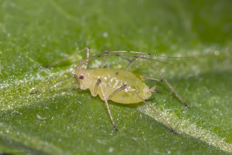 Обыкновенная картофельная тля Aulacorthum solani kalt