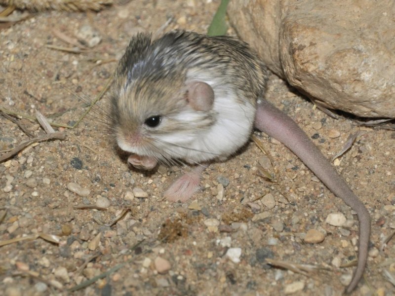 Salpingotus crassicauda