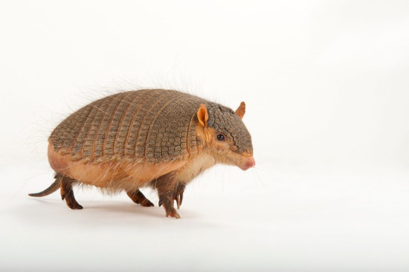 Длинноволосый броненосец Chaetophractus vellerosus
