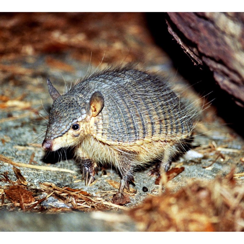 Chaetophractus vellerosus