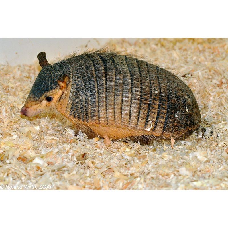 Chaetophractus vellerosus