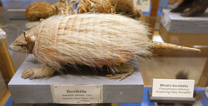 Chaetophractus vellerosus
