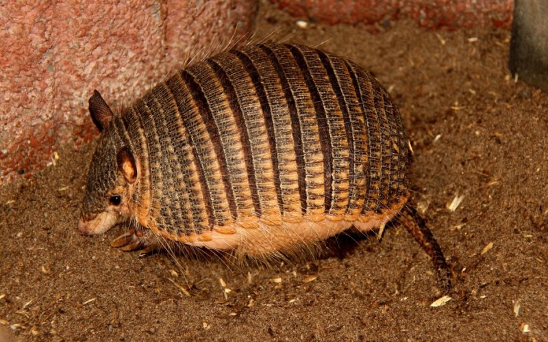 Chaetophractus vellerosus