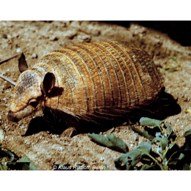 Chaetophractus vellerosus