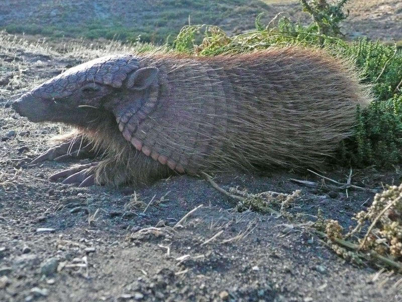 Chaetophractus vellerosus