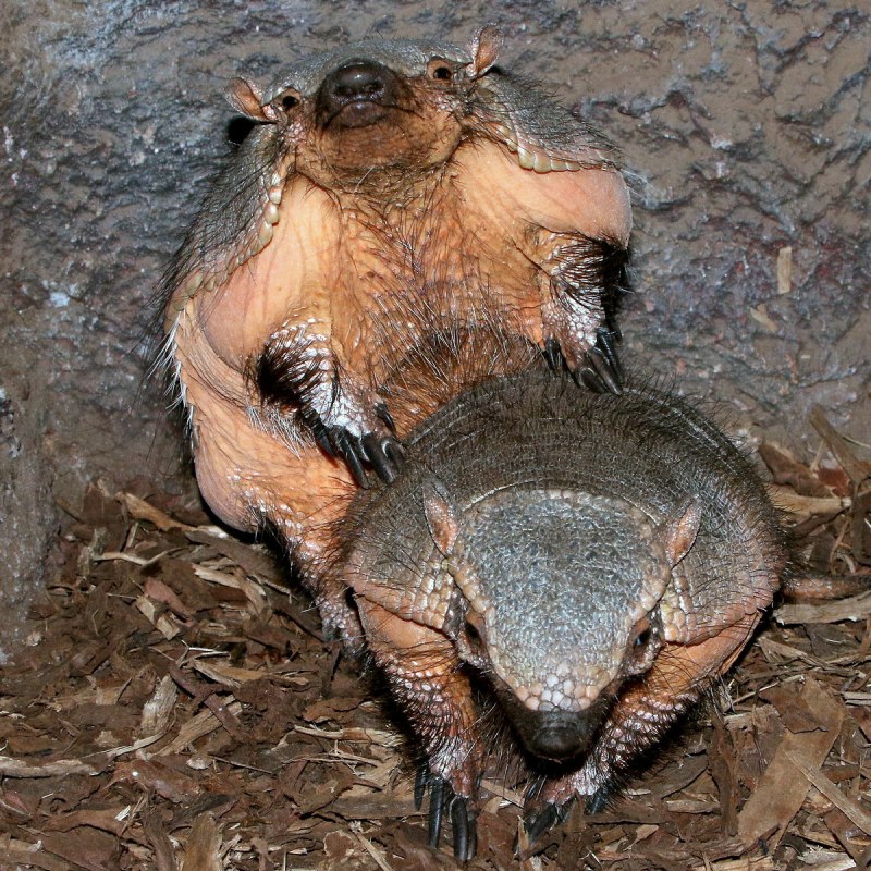 Щетинистый броненосец (Chaetophractus villosus)