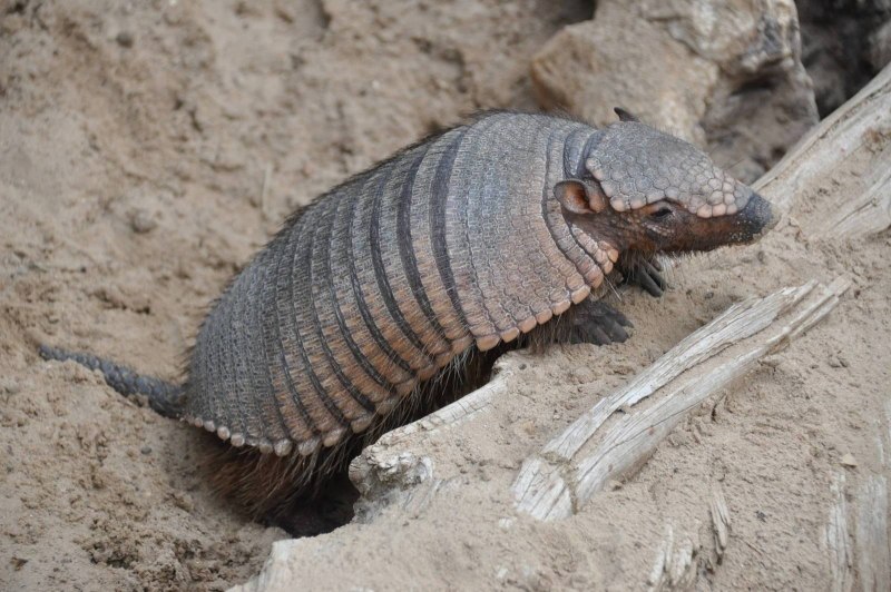 Chaetophractus villosus