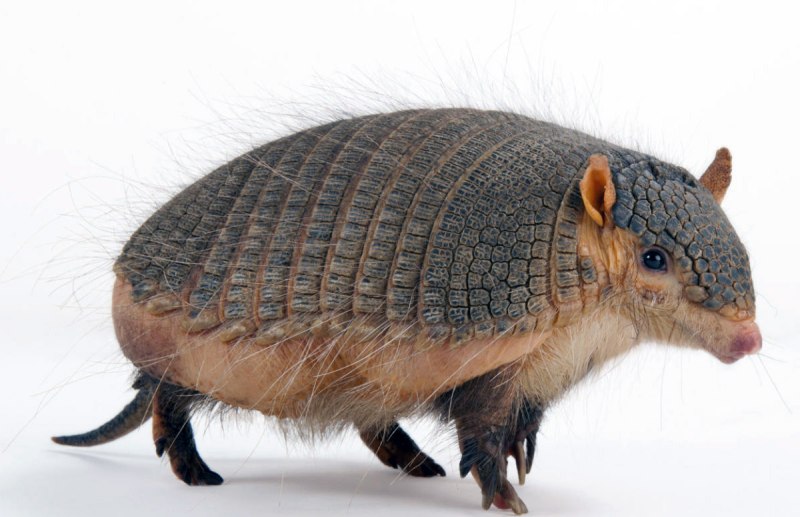Щетинистый броненосец (Chaetophractus villosus)