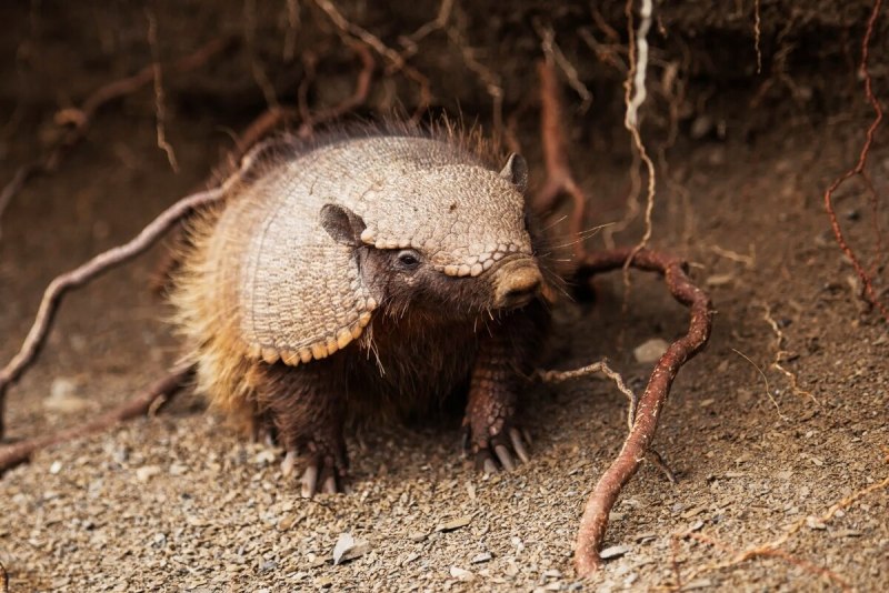 Chaetophractus villosus