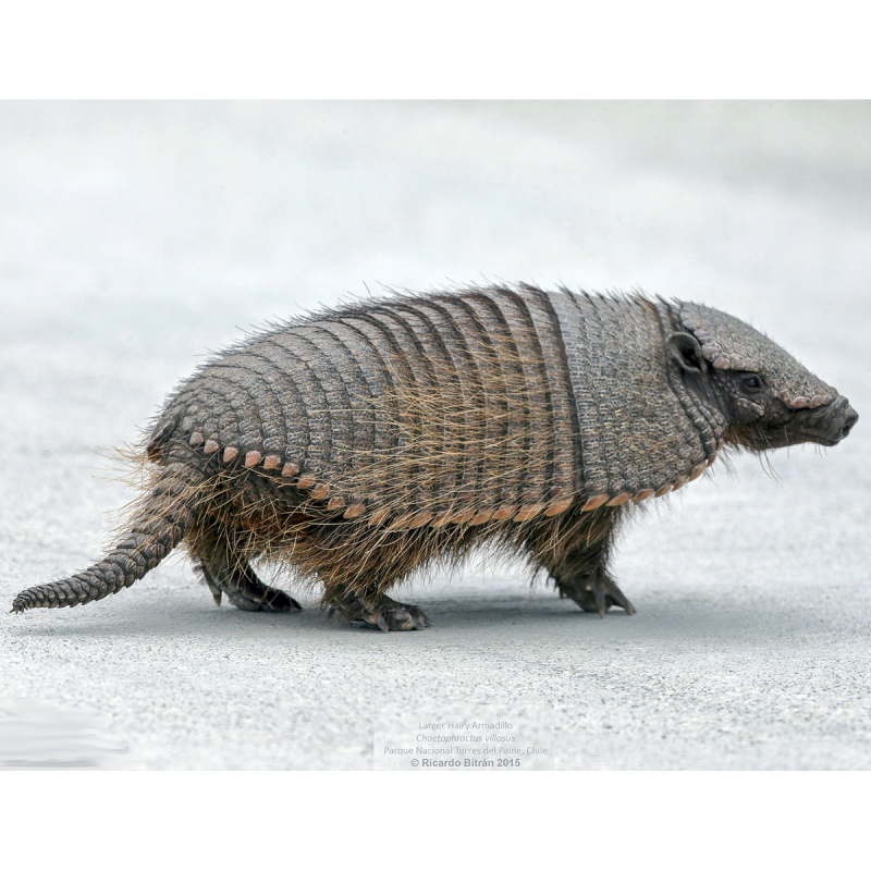 Chaetophractus villosus