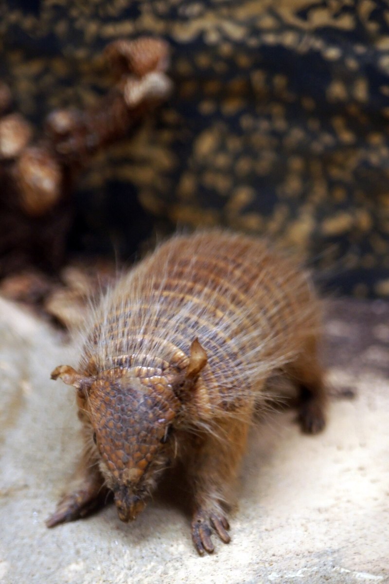 Chaetophractus vellerosus