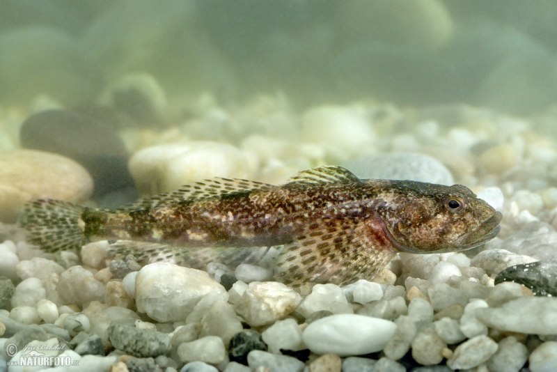 Обыкновенный подкаменщик (COTTUS gobio)