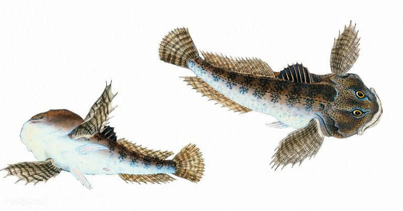 COTTUS gobio (Groppe) Bullhead