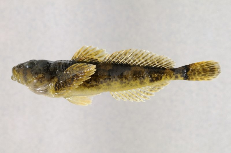 Обыкновенный подкаменщик (COTTUS gobio)