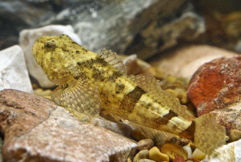 Обыкновенный подкаменщик (COTTUS gobio)
