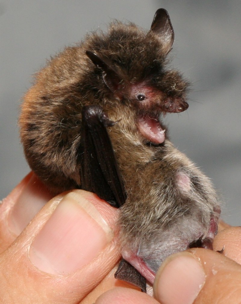 Ночница Брандта Myotis brandtii