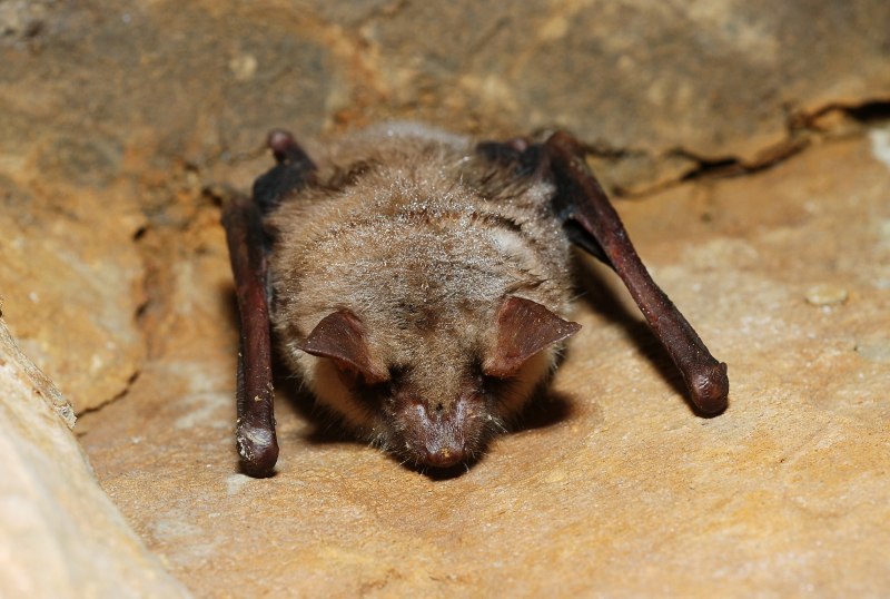 Pipistrellus murrayi