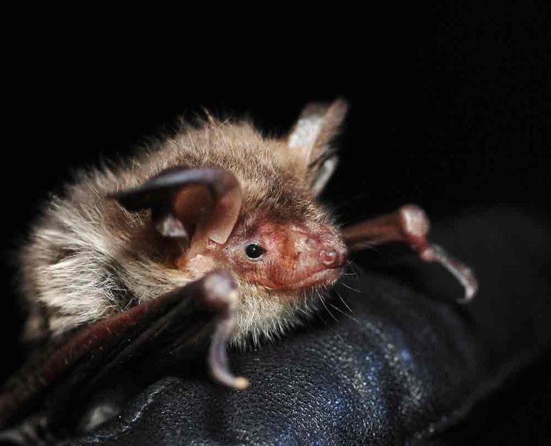 Усатая ночница Myotis mystacinus