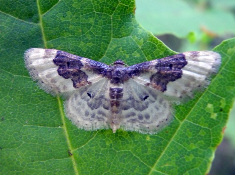 Пяденица idaea inquinata