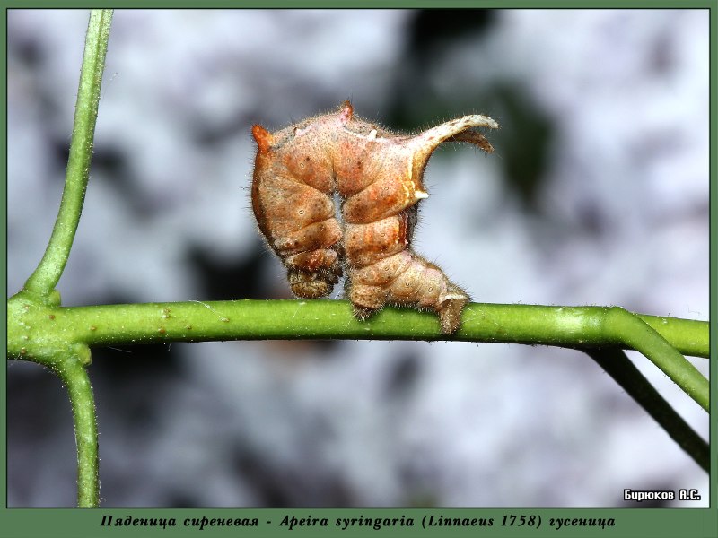 Сиреневая Пяденица (apeira syringaria)