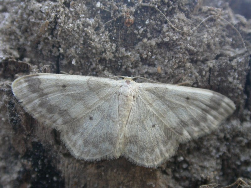 Idaea biselata