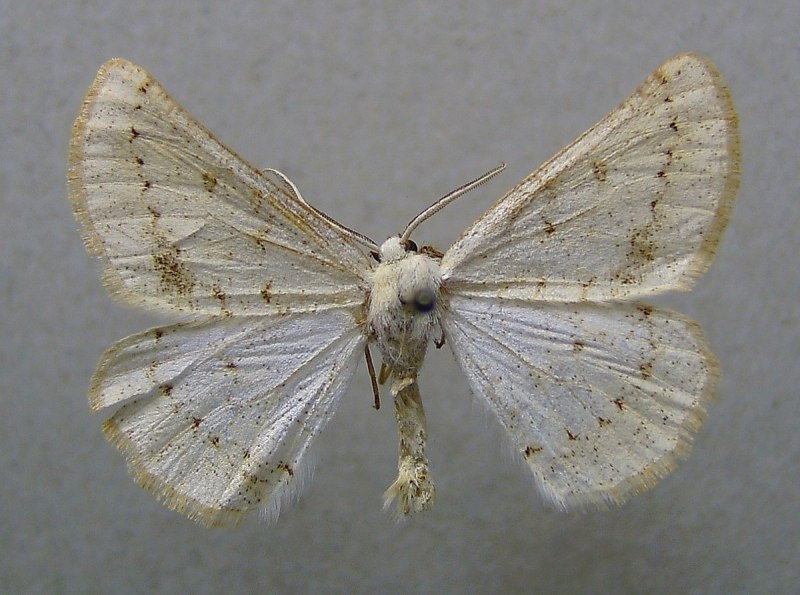 Geometridae albostrigaria