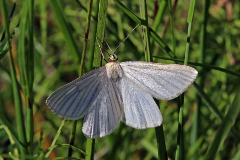Volbura liniata