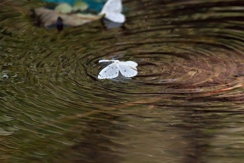 Сиреневая Пяденица в воде