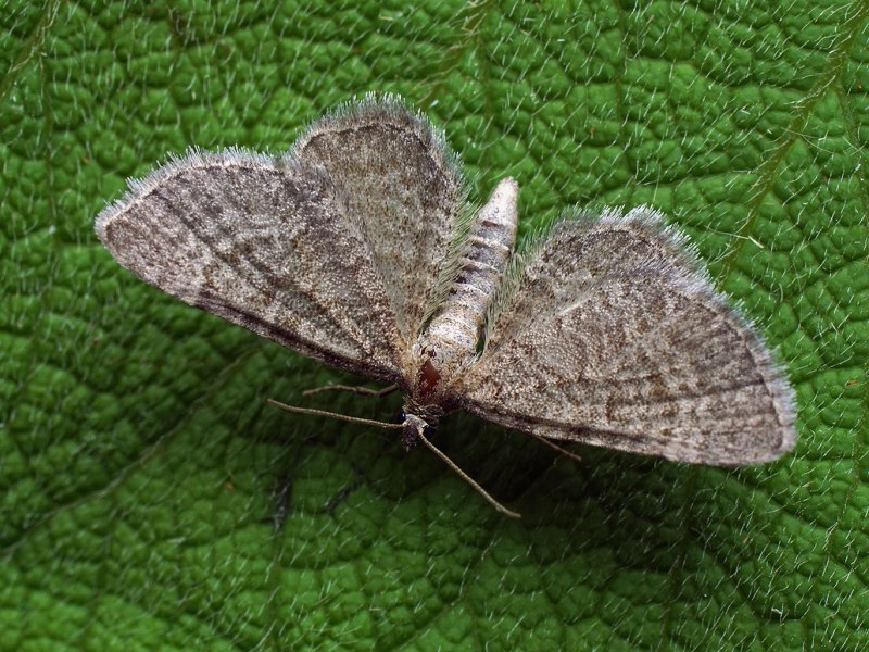 Род цветочные пяденицы – Eupithecia