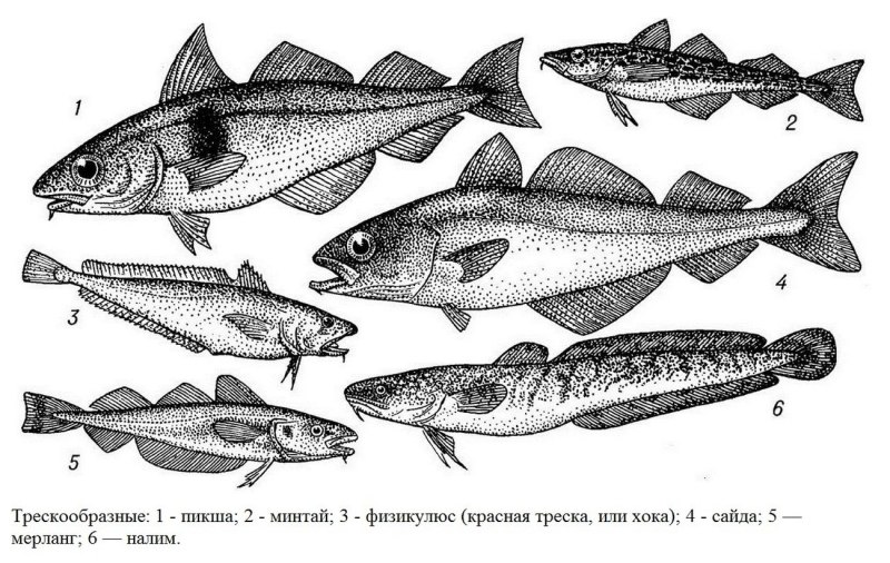 Отряд тресковых рыб