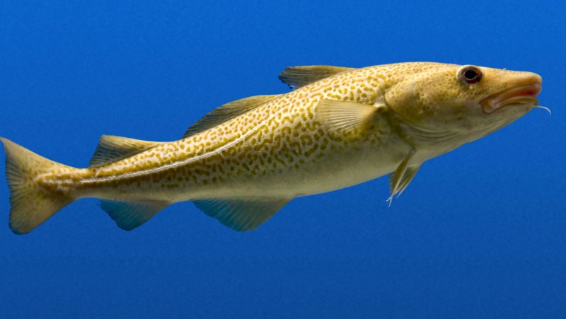 Codfish рыба