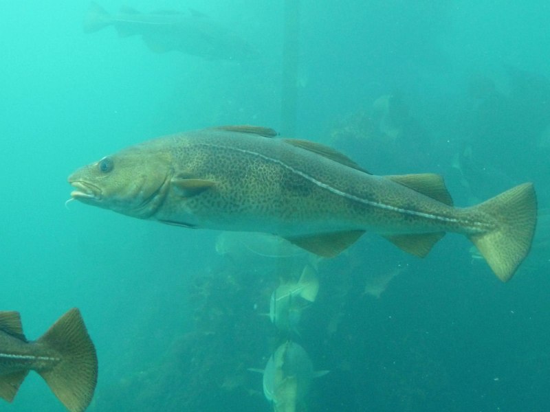Атлантический лосось Salmo Salar