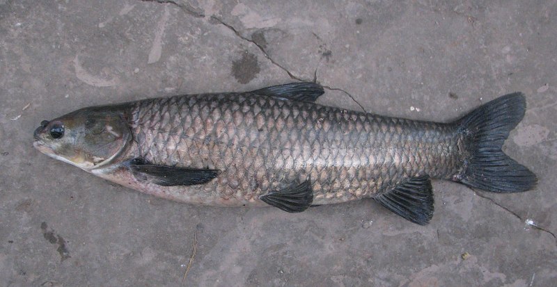 Черный Амур - (Mylopharyngodon piceus )