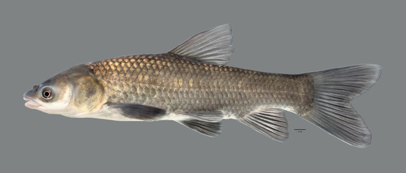 Чёрный Амур Mylopharyngodon piceus (Richardson, 1846)