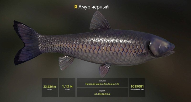 Черный Амур - (Mylopharyngodon piceus )