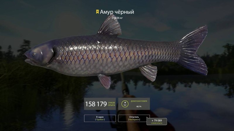 Черный Амур 40 кг