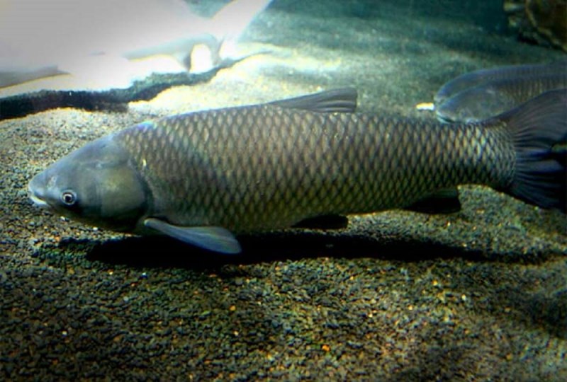 Mylopharyngodon piceus