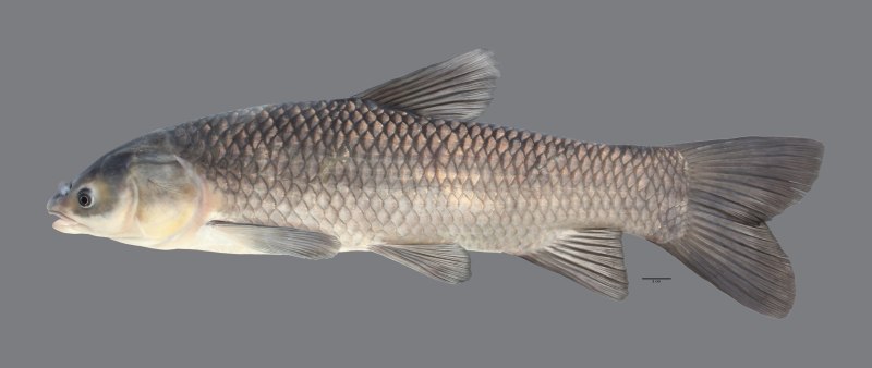 Чёрный Амур Mylopharyngodon piceus (Richardson, 1846)