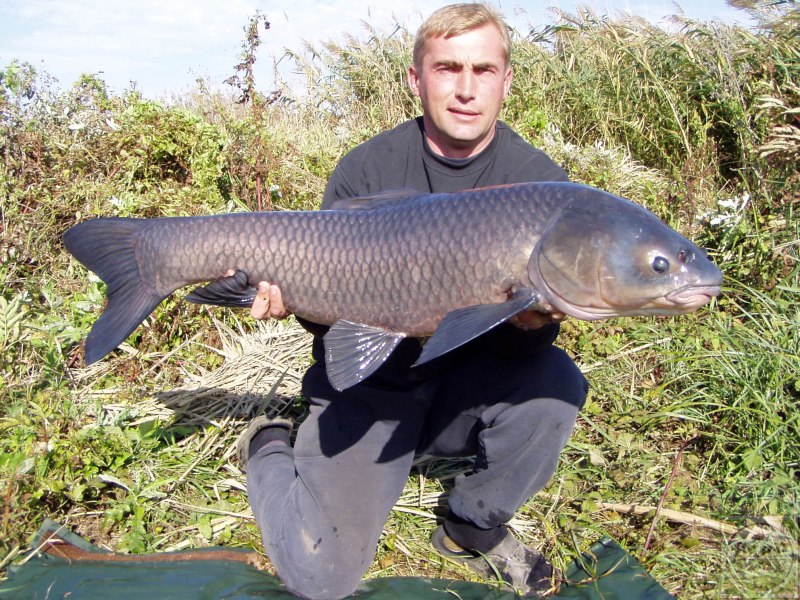 Черный Амур - (Mylopharyngodon piceus )
