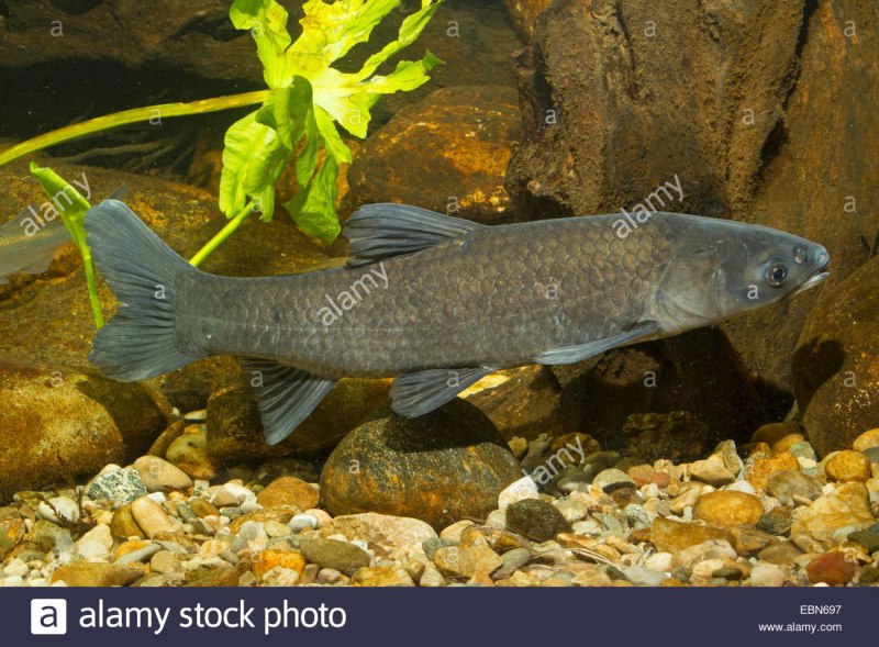 Mylopharyngodon piceus