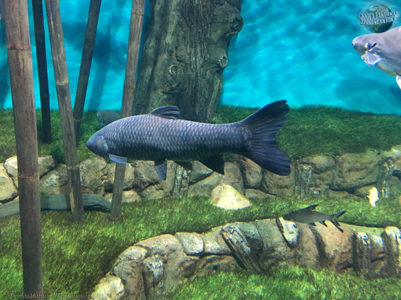 Черный Амур - (Mylopharyngodon piceus )
