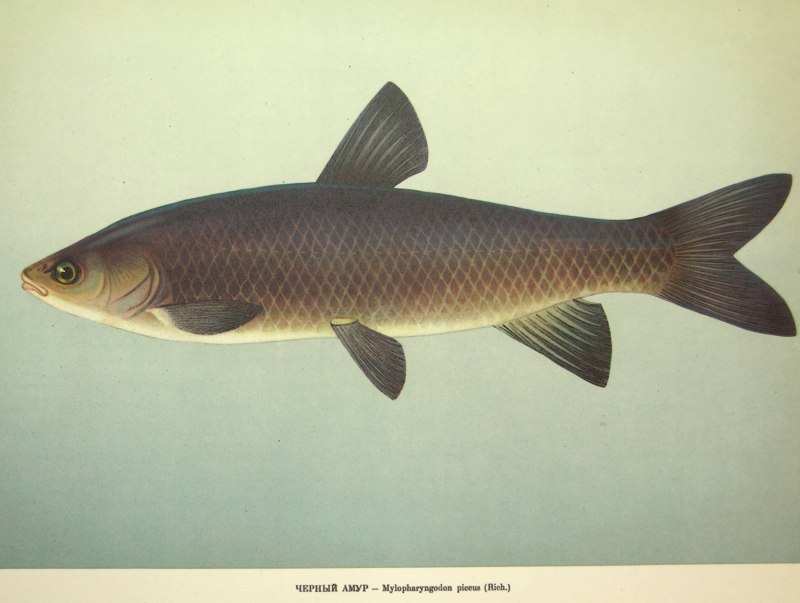 Черный Амур - (Mylopharyngodon piceus )
