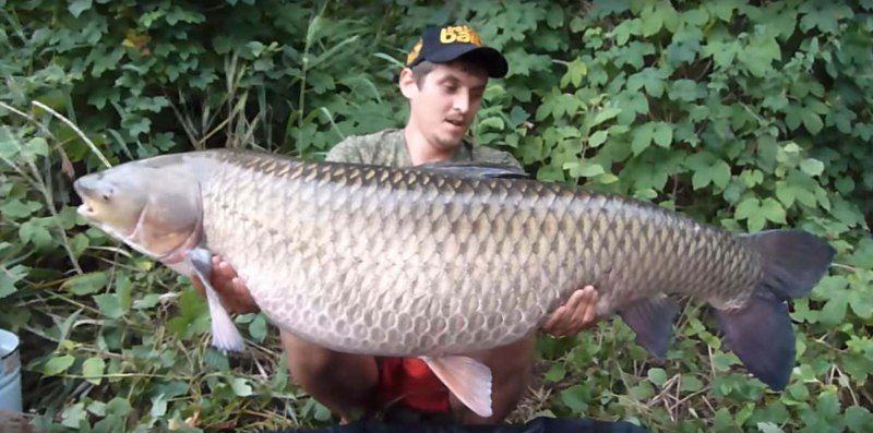 Белый Амур 40 кг