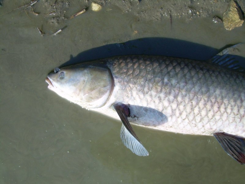 Черный Амур - (Mylopharyngodon piceus )