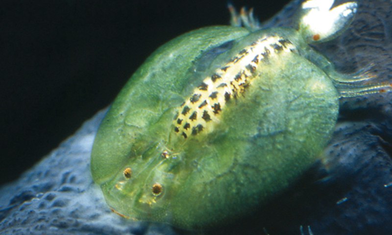 Branchiura (карпоеды)