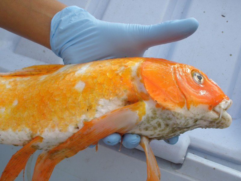 Branchiura (карпоеды)