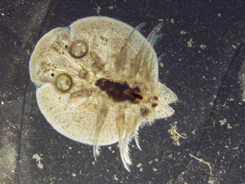 Branchiura (карпоеды)